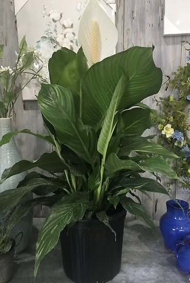 10in. Peace Lily