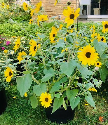 Sunflowers in a medium pot