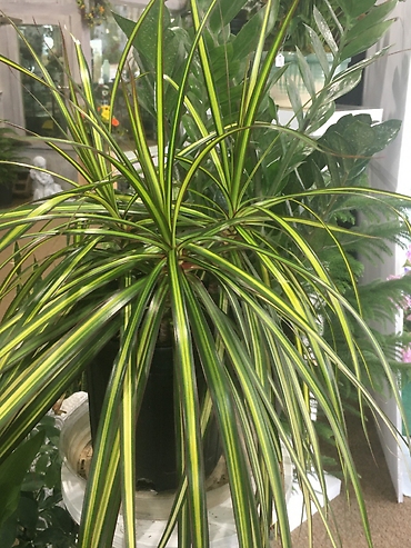 Dracaena