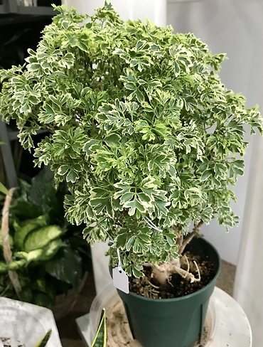 Plant #4