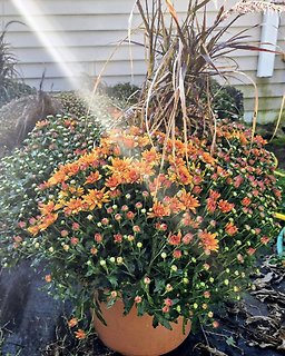 14\'\' mum w/grass filler