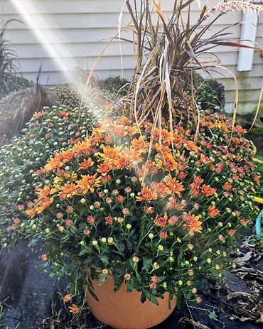 14\'\' mum w/grass filler