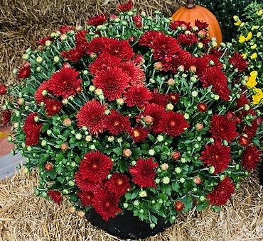 10\"potted fall mum