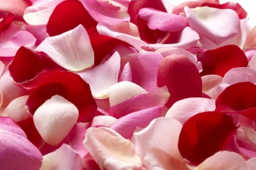 Loose rose petals in a bag