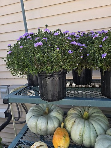 1 Gallon Aster