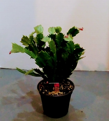 Christmas cactus 4\' pot