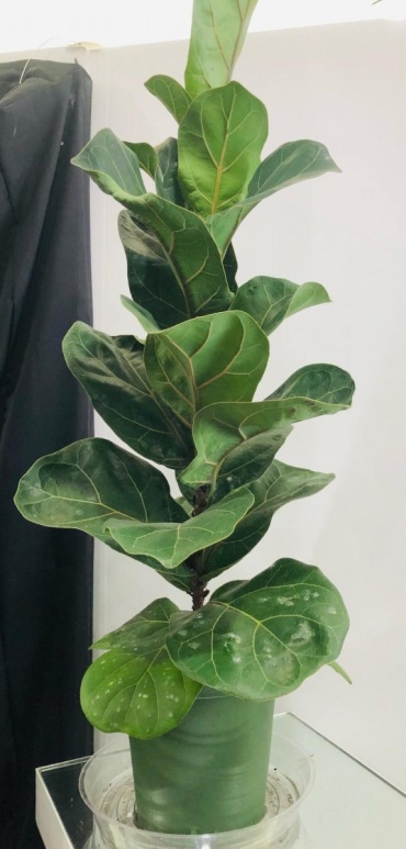 Ficus Lyrata