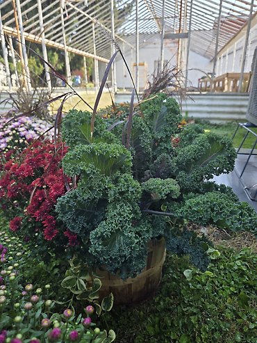 Potted fall mum with flowering kale and grass
