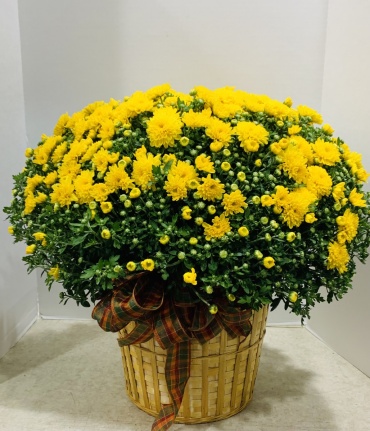10\"potted fall mum with basket