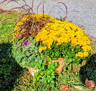 Potted fall mum with basket