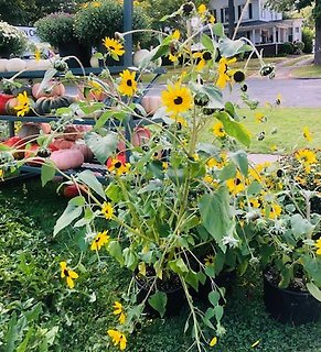 Sunflowers in a large  pot