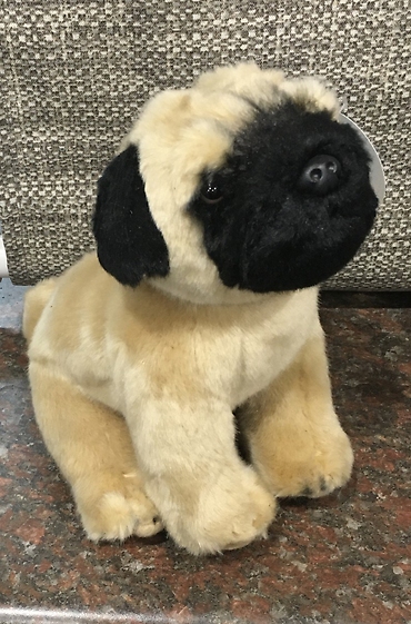Pug