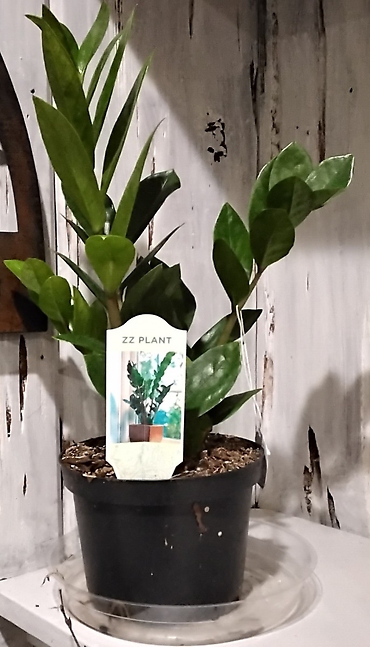 Zz plant