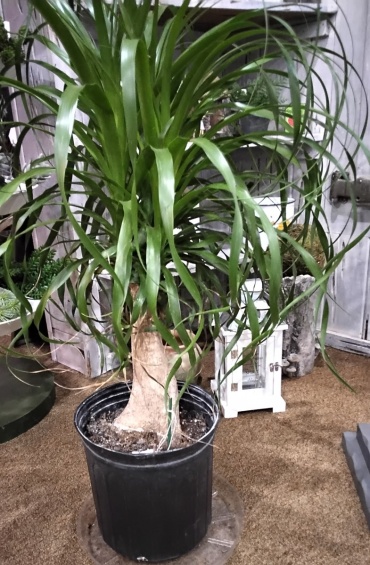 Ponytail Palm 10\" pot