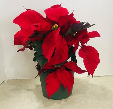 6.5\' poinsettia