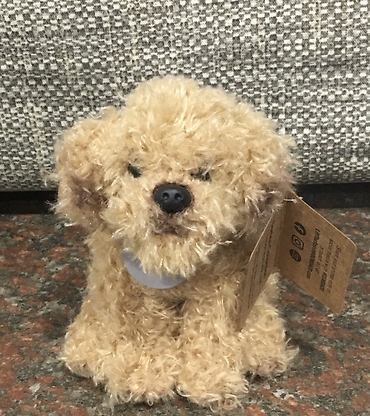 Labradoodle