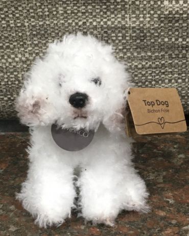 Bichon Frise