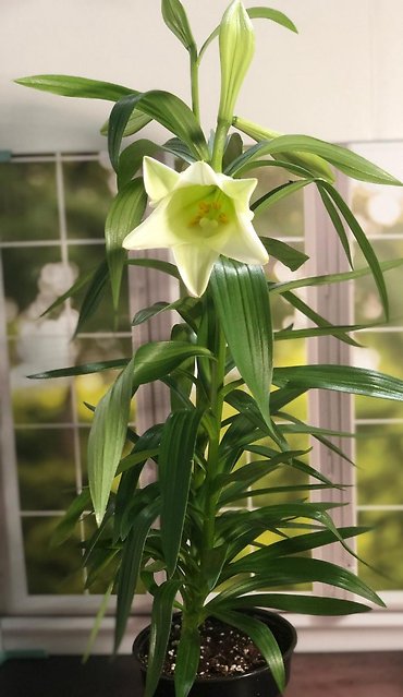 6\"\" Easter Lily