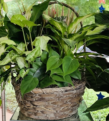 potted plant #3