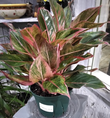 Red siam 6in pot