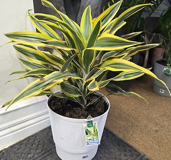 \'Lemon Lime\' Dracarma