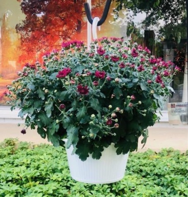 10\' hanging basket mum