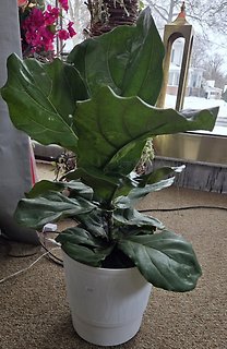 Fiddle Leaf Fig