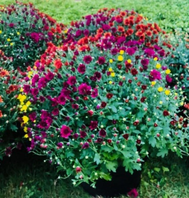 12\' mum
