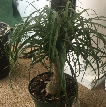 Ponytail Palm