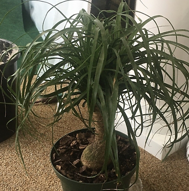 Ponytail Palm
