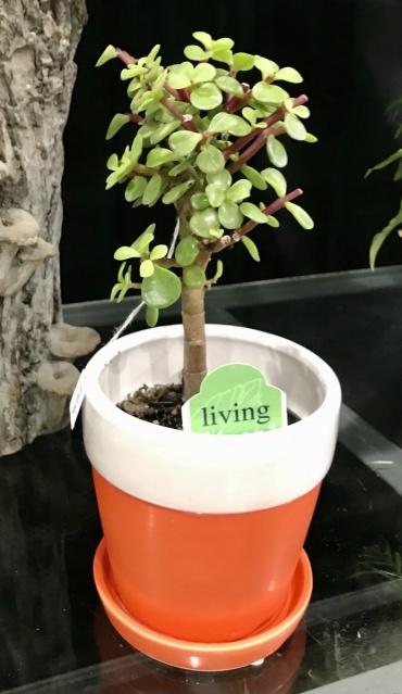 Jade Plant
