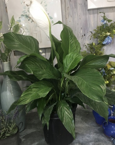 8 in. Peace Lily