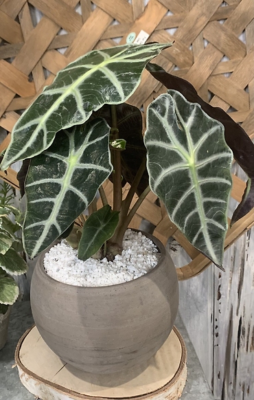 Amazonian Elephant Ear