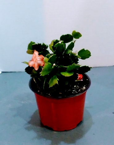 Christmas cactus 6\' pot