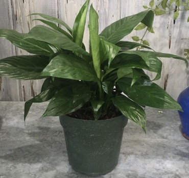 6in. Peace Lily