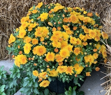 10\"potted fall mum
