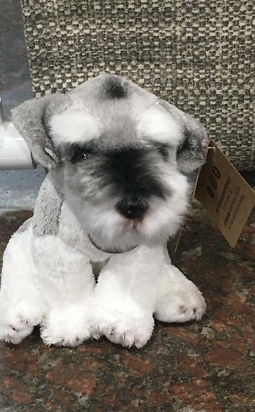 Schnauzer