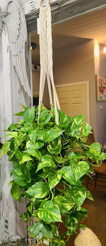 Pothos Plant with a macrame\'