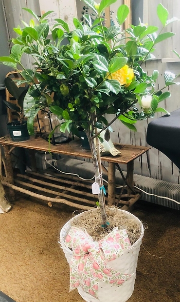 Gardenia Plant in a basket
