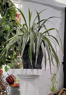 Spider plant in pot