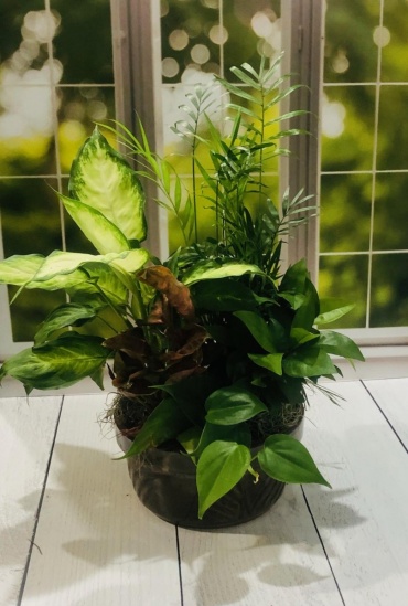 Dish garden #3
