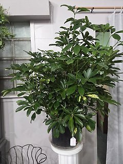 Schefflera