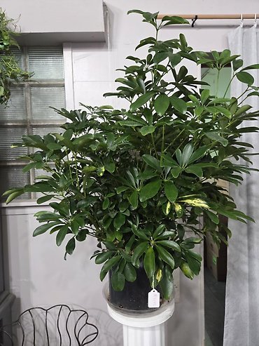 Schefflera